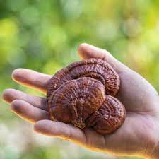 Using Functional Mushrooms | Calmly Rooted Using Functional Mushrooms