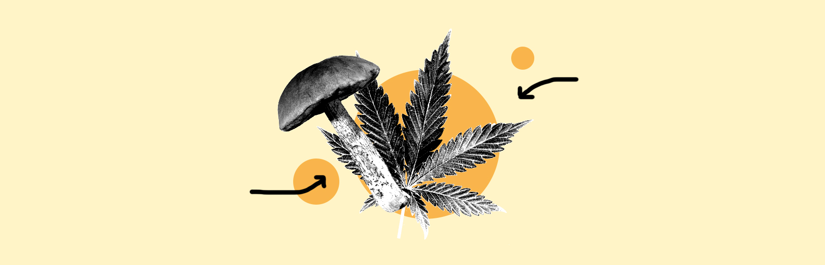 CBD & Functional Mushrooms | Calmly Rooted CBD & Functional Mushrooms