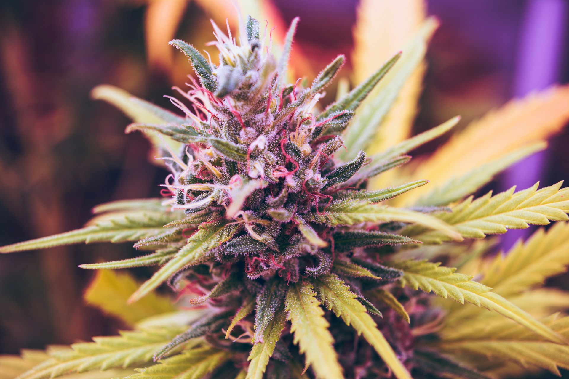 What Is the Best CBD for Pain and Inflammation | Calmly Rooted Pink and green petal flower