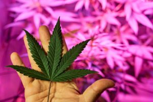 What is the Best Non-Addictive Anti-Anxiety Medication for Effective | Calmly Rooted A hand holding a green leaf