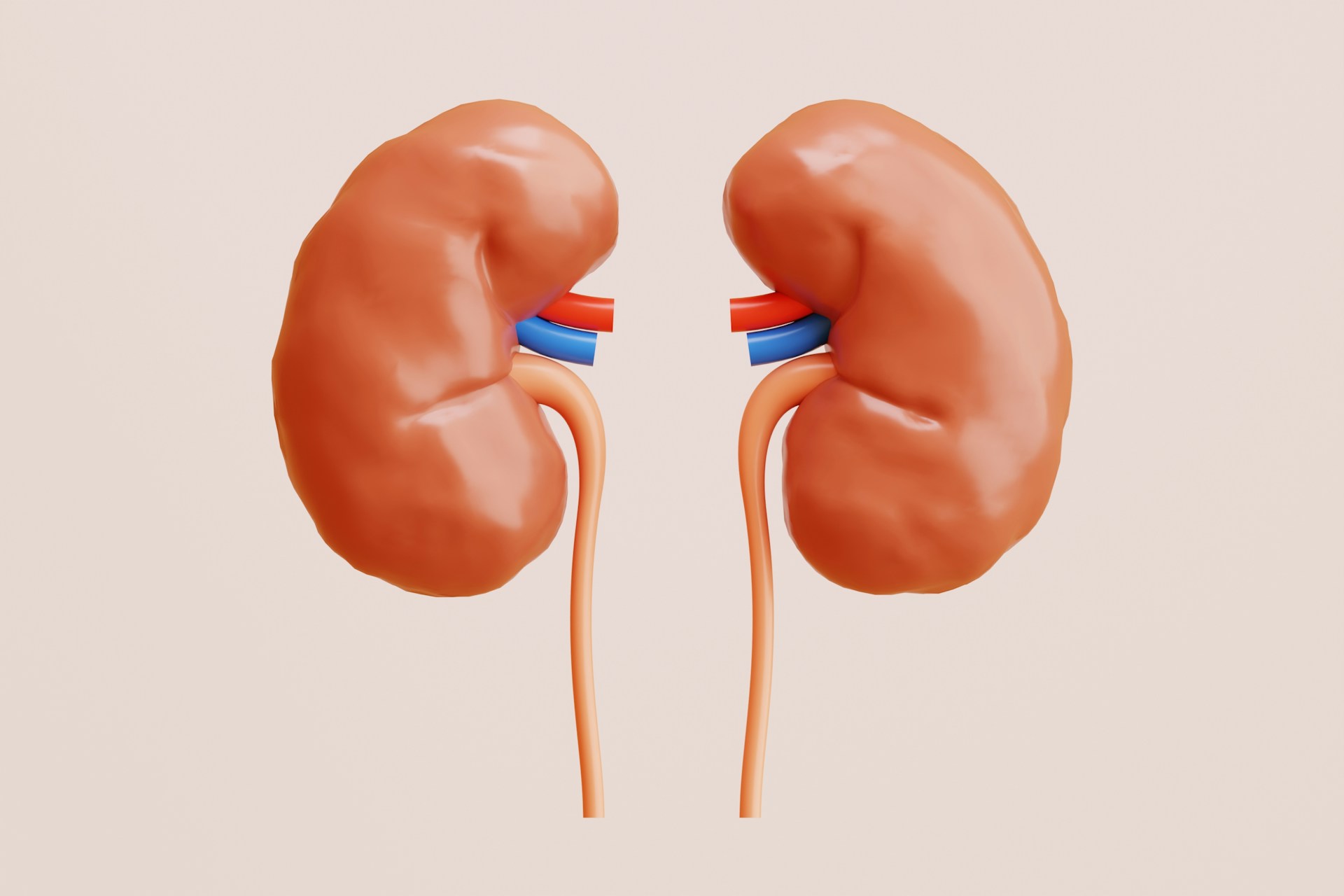 Would CBD Help with the Pain of a Kidney Stone | Calmly Rooted A picture of a two kidney