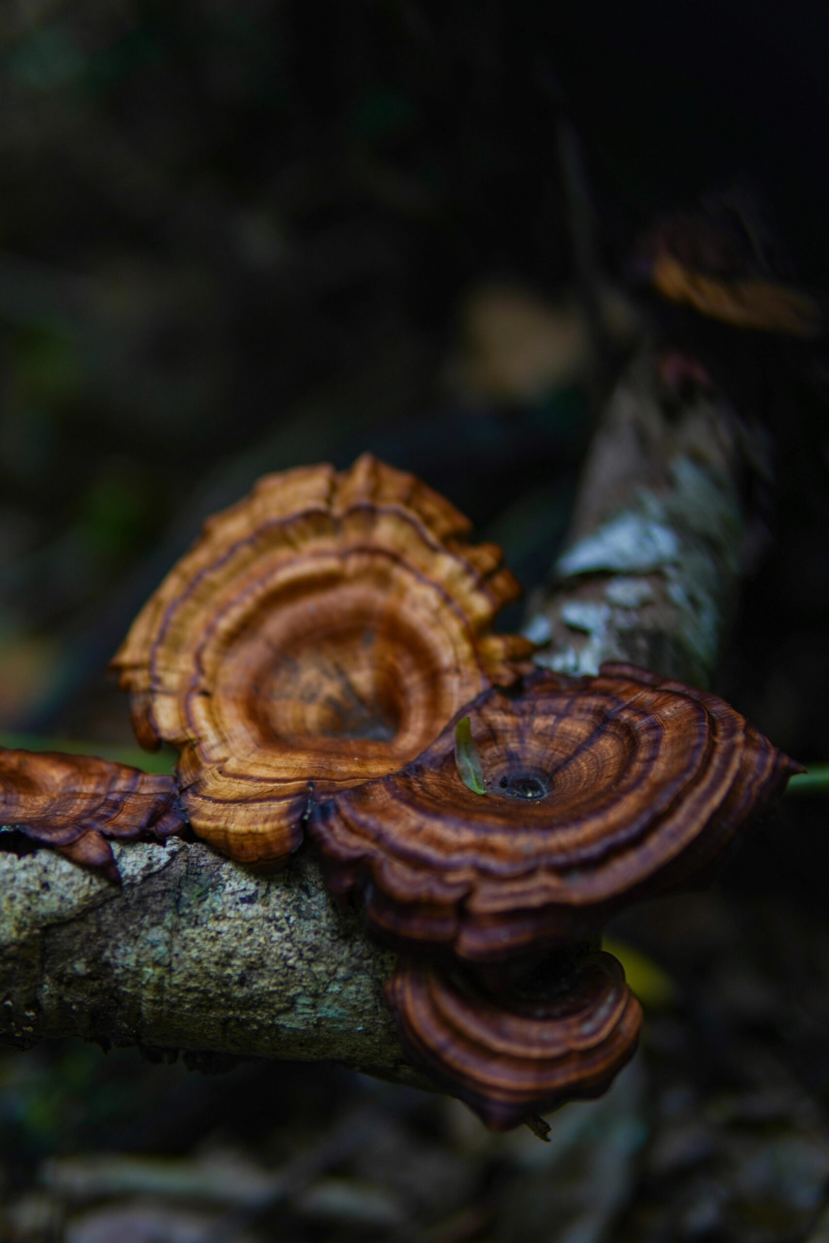 pexels-paul-1683381-29215990 | Calmly Rooted reishi mushroom for sleep