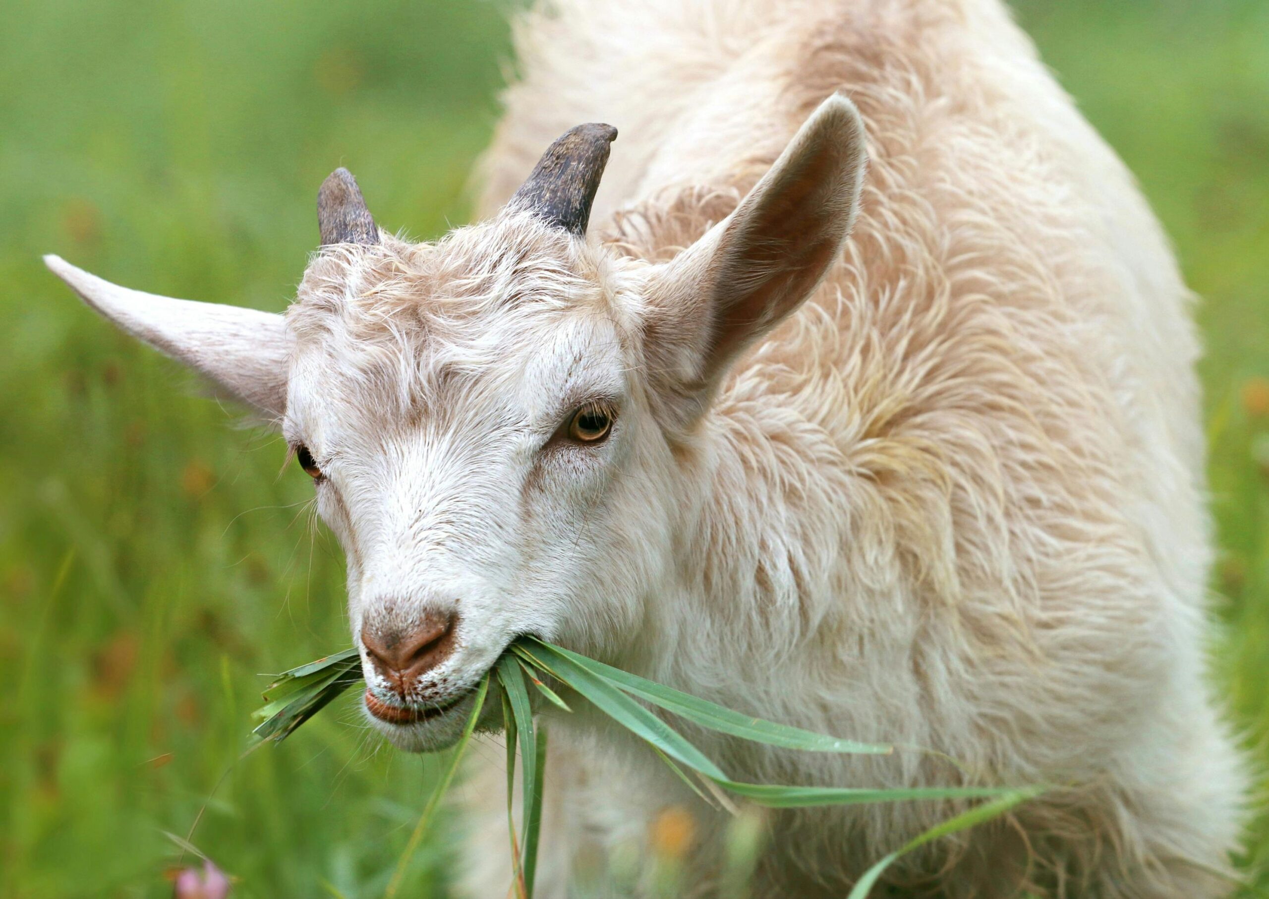 goat milk | Calmly Rooted Goat eating grass in a field