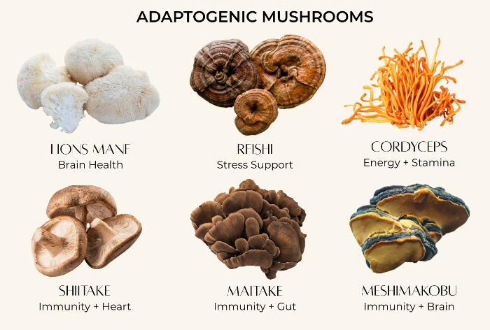 Adaptogenic Mushrooms | Calmly Rooted Nootropics & Functional Mushrooms