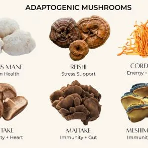 Nootropics & Functional Mushrooms