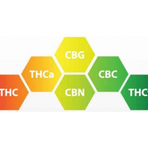CBD and CBN offer a unique set of benefits without the mind-altering properties.