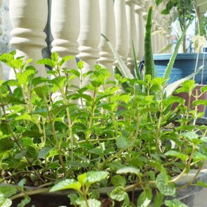 How Plant-Based Remedies Can Enhance Your Daily Routine