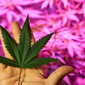 A hand holding a green leaf