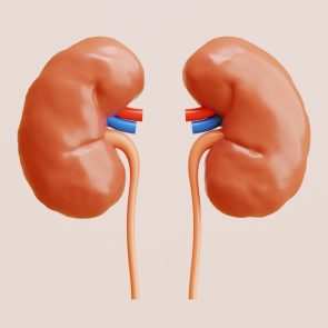A picture of a two kidney