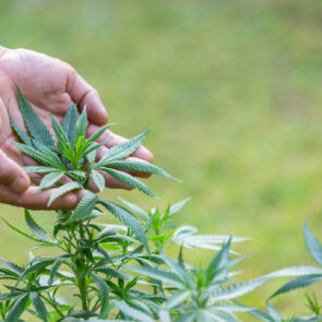 Hemp Plant