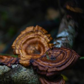 reishi mushroom for sleep