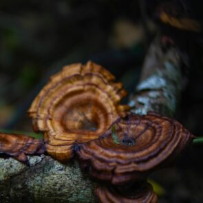 reishi mushroom for sleep
