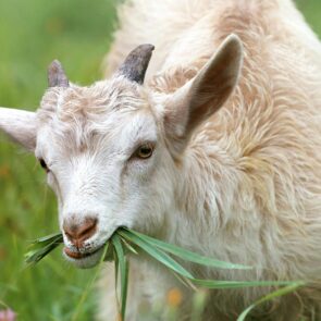 Goat eating grass in a field